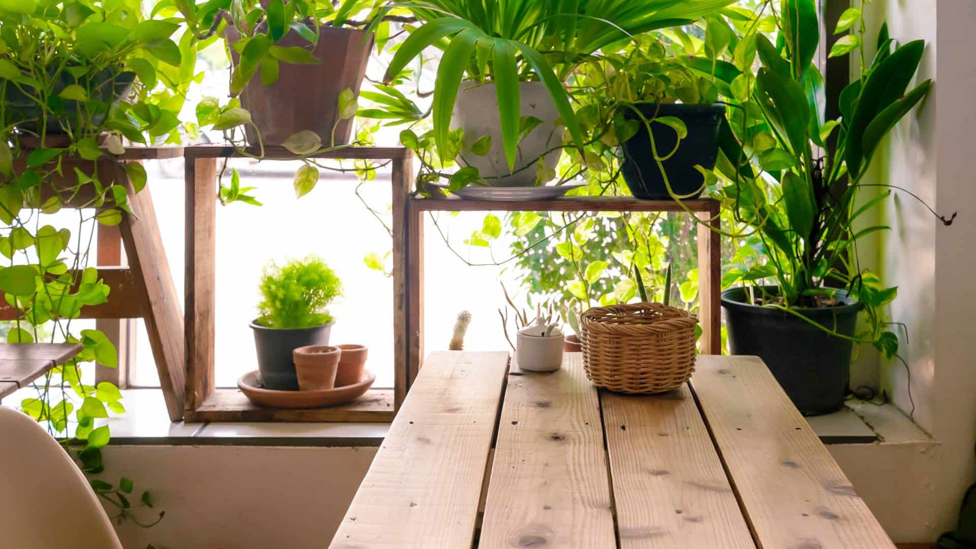 Plantas en interior de una casa