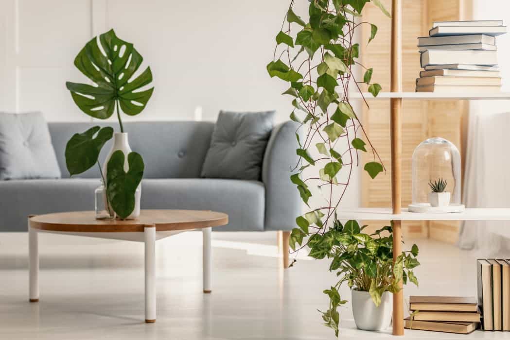 sillón gris con plantas alrededor